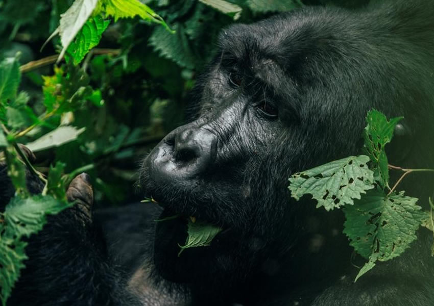 Bwindi Impenetrable National Park