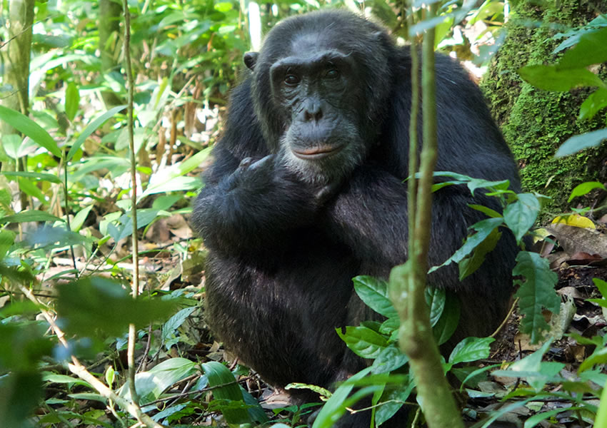5 Days Nyungwe Chimpanzee Tracking Safari