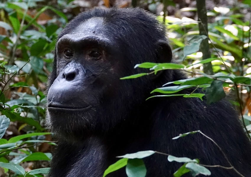 6 Days Chimpanzee Tracking in Kibale Forest
