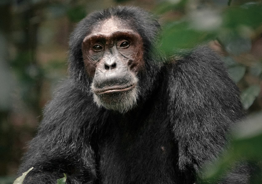 Kibale Forest National Park