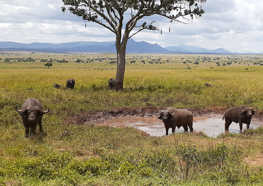 Kidepo Valley National Park