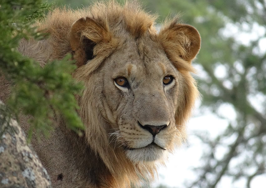 10 Days Ultimate Uganda Wildlife Safari