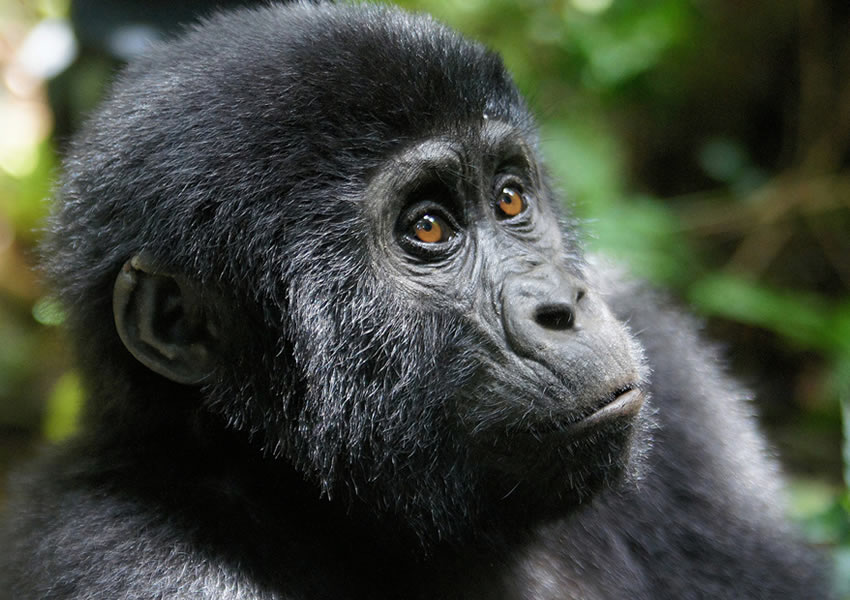 Mgahinga Gorilla National Park