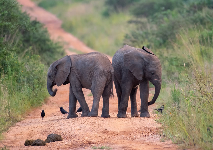 Murchison Falls National Park