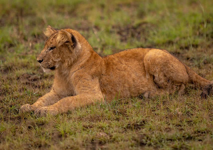 Queen Elizabeth National Park