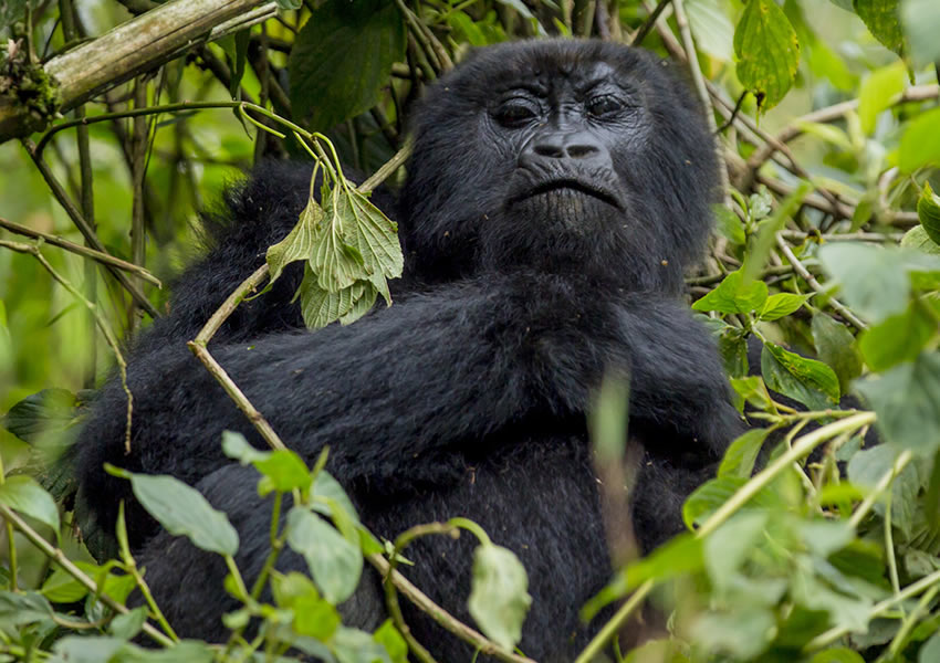 2 Days Gorilla Tracking Tour in Rwanda